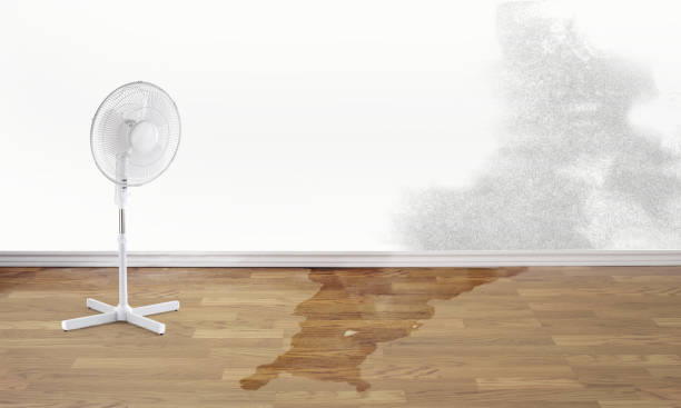Best Water damage contractors near me  in Camden, AL